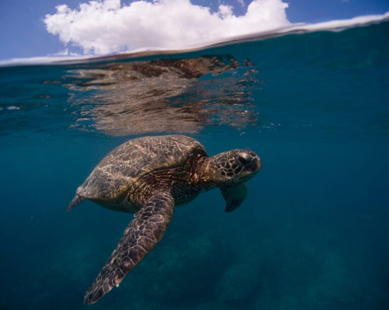A guardian of the sea